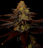 Blue Cheese  | Feminized  | Cannabis Seeds