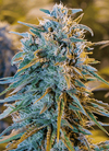 Blue Dream | Autoflower | Cannabis Seeds