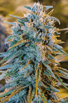 Blue Dream | Autoflower | Cannabis Seeds