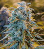 Blue Dream | Autoflower | Cannabis Seeds