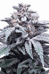 Blue Weed 15 Cannabis Seeds Mix Pack