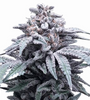 Blue Weed 15 Cannabis Seeds Mix Pack