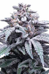 Colorful Weed | 15 cannabis Seeds Mix Pack