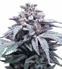 Colorful Weed | 15 cannabis Seeds Mix Pack