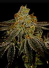 Blueberry Kush | Autoflower | Cannabis Seeds