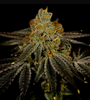 Blueberry Kush | Autoflower | Cannabis Seeds