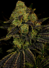 Blueberry | Feminized  | Cannabis Seeds