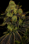 Blueberry | Feminized  | Cannabis Seeds