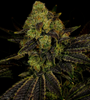 Blueberry | Feminized  | Cannabis Seeds