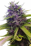 Blueberry | Feminized  | Cannabis Seeds