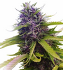 Blueberry | Feminized  | Cannabis Seeds