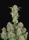 Primal Kings Pack | Premium Feminized Cannabis Seeds | Powerful Hybrid Mix
