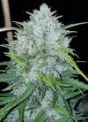 Autoflower Super 15 Seeds Mix Pack | Cannabis Seeds