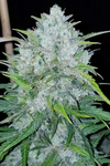 Bruce Banner | Autoflower | Cannabis Seeds