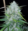 Bruce Banner | Autoflower | Cannabis Seeds