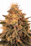 Hero | 15 Cannabis Seeds Mix Pack