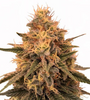 Hero | 15 Cannabis Seeds Mix Pack