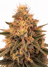 Super | 15 Cannabis Seeds Mix Pack