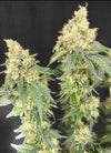 The Crown Grove Genetics Pack | Premium Cannabis Seed Collection