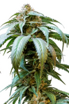 Bubba Kush | Feminized | Cannabis Seeds