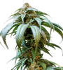 Bubba Kush | Feminized | Cannabis Seeds