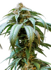 Bubba Kush | Autoflower | Cannabis Seeds