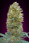 Bubblegum | Autoflower | Cannabis Seeds