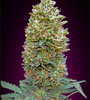 Bubblegum | Autoflower | Cannabis Seeds