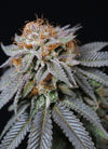 California Dream | Feminized | Cannabis Seeds