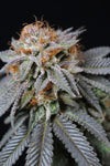 California Dream | Feminized | Cannabis Seeds