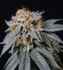 California Dream | Feminized | Cannabis Seeds