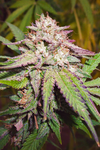 Candyland | Feminized | Cannabis Seeds