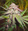 Candyland | Feminized | Cannabis Seeds