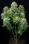 Cheese | Autoflower | Cannabis Seeds