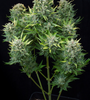 Cheese | Autoflower | Cannabis Seeds