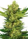 Cheese | Feminized | Cannabis Seeds