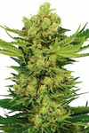 Cheese | Feminized | Cannabis Seeds