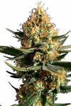 Chocolope | Autoflower | Cannabis Seeds