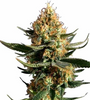 Chemical 15 Seeds Mix Pack  | Cannabis Seeds