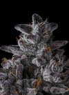 Chrome Dome | Feminized | Cannabis Seeds