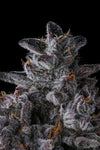 Chrome Dome | Feminized | Cannabis Seeds