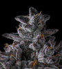 Chrome Dome | Feminized | Cannabis Seeds