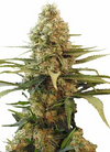 Widow | 15 Cannabis Seeds Mix Pack