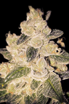 Cinderella 99 | Autoflower | Cannabis Seeds