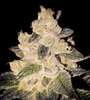 Cinderella 99 | Autoflower | Cannabis Seeds