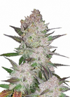 Cookies and Cream | Autoflower  | Cannabis Seeds