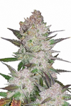 Cookies and Cream | Autoflower  | Cannabis Seeds