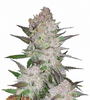 Cookies and Cream | Autoflower  | Cannabis Seeds