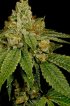 Critical Kush | Feminized Seeds