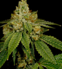 Critical Kush | Feminized Seeds